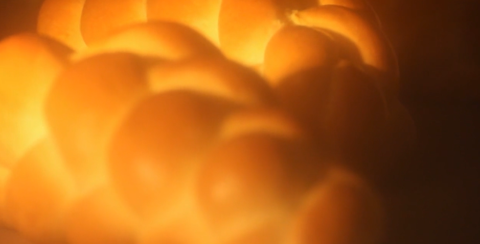 richemontplus-butterzopf-backen